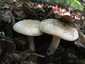 Májusi pereszke (Calocybe gambosa), Budai-hegység